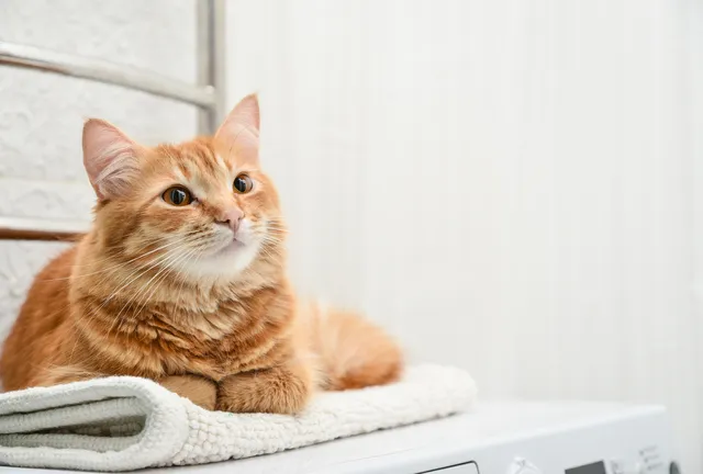 猫の臭いを根本から消す！原因と対策で快適な暮らしへ