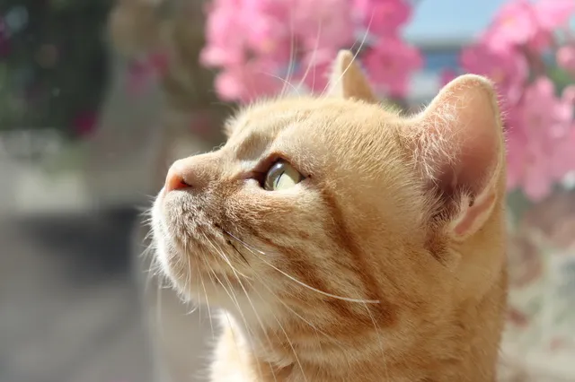猫の好きな匂いを活用！安全に猫との絆を深める方法