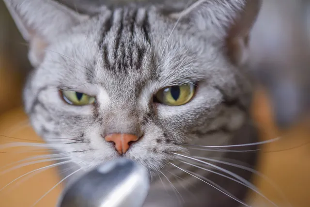 猫の嫌いな匂いを活用！安全なしつけで問題行動を解決
