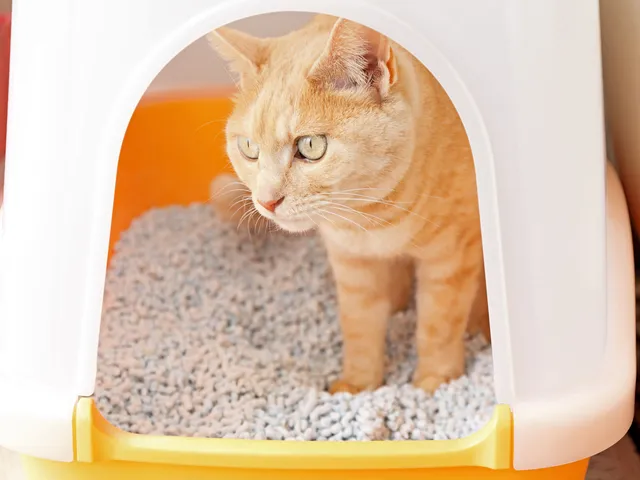 猫のアンモニア臭がきつい！その原因と徹底的に消す方法